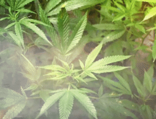 NC Sen. Tillis asks DOJ to investigate Cherokee cannabis operation