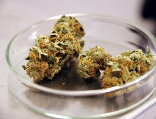 Spain approves decree regulating medical cannabis use