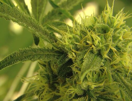 8 illegal cannabis grows raided in Nevada County; Over 5,000 plants eradicated