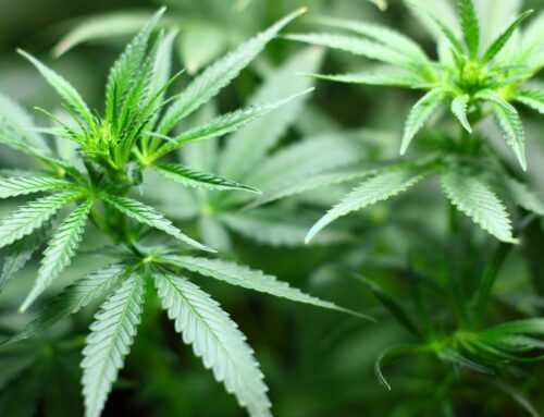 Cannabis seizure nets more than 3,000 plants near Orondo