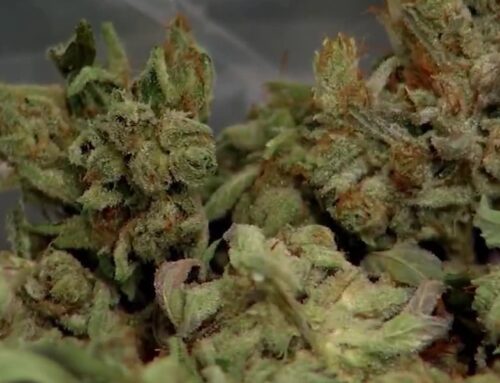 Police in Maryland are asking volunteers to smoke weed