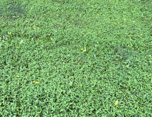 Invasive plant found in three additional counties in southern Wisconsin