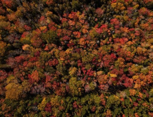 Fall foliage on Mount Desert Island not yet in full swing