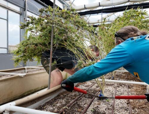 Cannabis cultivation is taking root on Maryland’s Eastern Shore