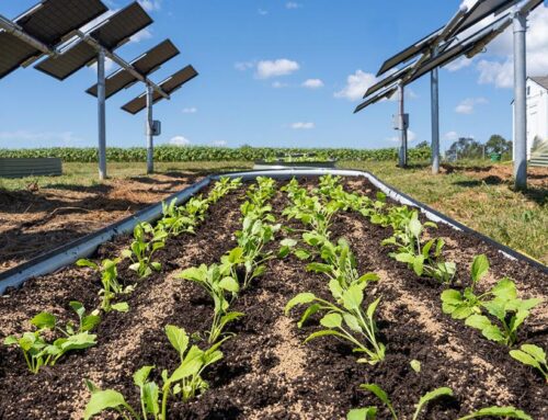 Growing beyond energy: Virginia farm raises crops under solar panels