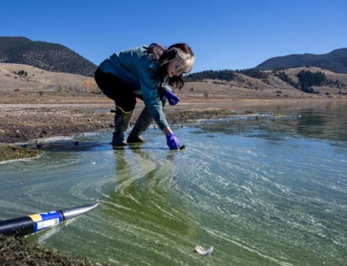 New Mexico Environment Department increases monitoring of blue-green algae