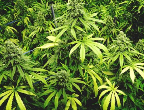 Authorities Dismantle Large-Scale Illegal Cannabis Operation in Douglas County