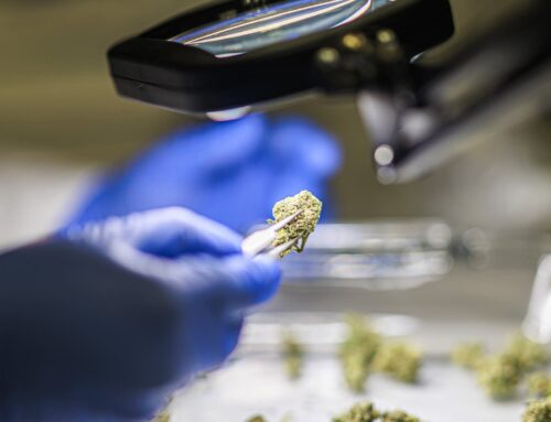 Minnesota’s 2 cannabis, hemp testing facilities gear up for boom in recreational market