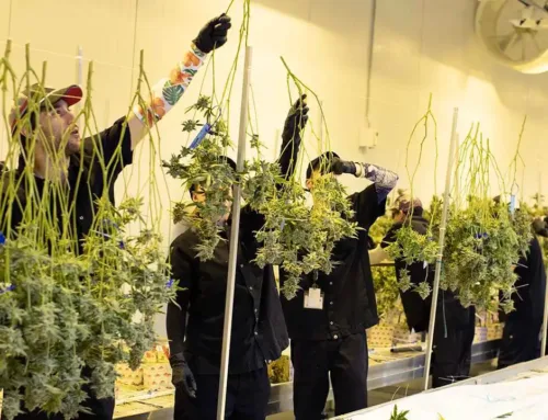 10 ways to improve employee retention in the cannabis industry