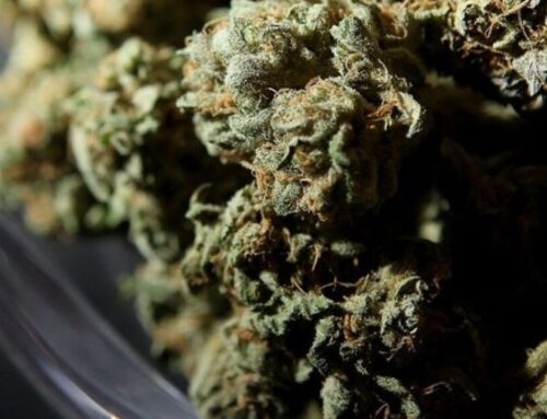 Cannabis group sues state over new wholesale marijuana tax