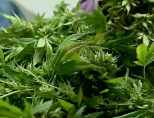 Nebraska Medical Cannabis Commission issues state’s first cultivator licenses