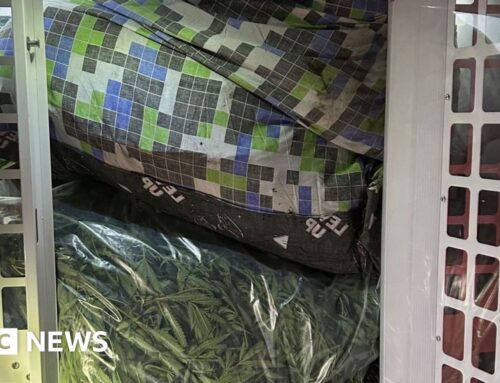 Duvet covers used to bag up suspected cannabis plants
