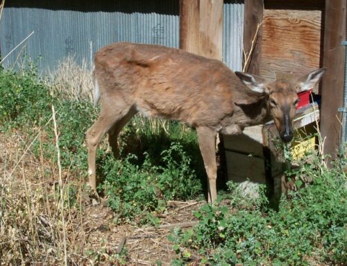 U of M researchers studying how CWD lingers and travels in environment