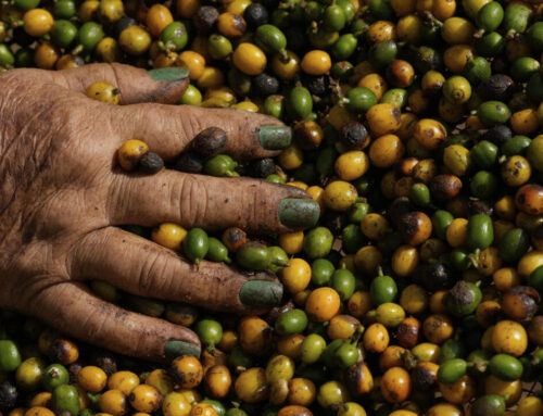 How Brazil’s booming coffee industry is driving deforestation