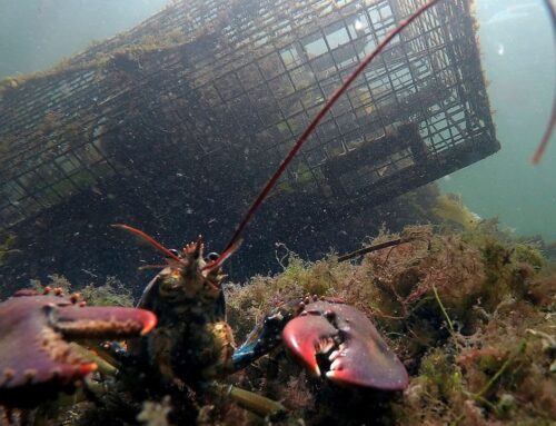 Lobster population falls, regulators declare overfishing