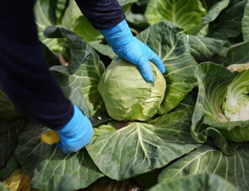Scientists say eating a plant-based diet could save 15 million deaths and save the environ