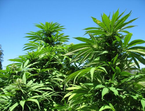 Mendocino County eyes new cannabis equity grant to boost local growers • The Mendocino Voi