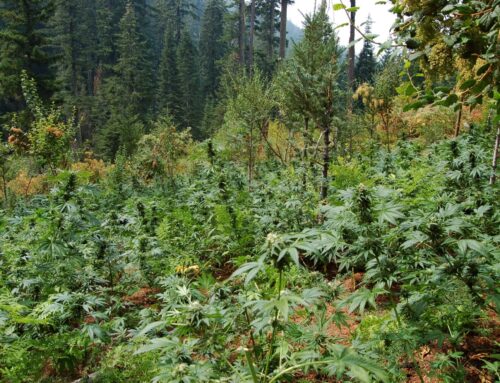 Bill reversing cannabis tax hike becomes law