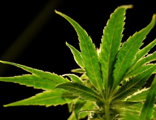 National cannabis strain maker sets eyes on second N.J. farm. It’s slated for a town where