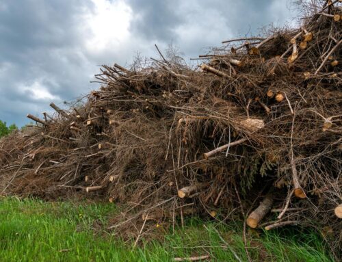 Harvesting Hydrogen from Biomass for Energy Can Provide Substantial Carbon Emissions Reduc
