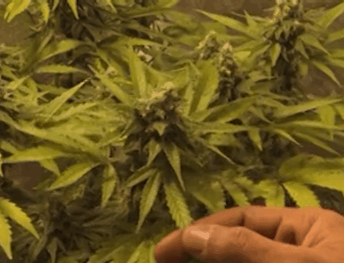 ‘Cannabis control board’ bill introduced to manage unregulated hemp in PA
