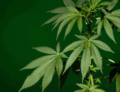 IgniteIt’s Cannabis Market Spotlight: Ohio Valley