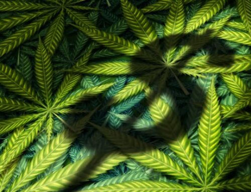 1 Major Reason Cannabis Stocks Surged This Week