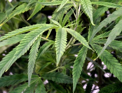 5,059 plants, 1,514 pounds of processed cannabis seized in Nevada County raids