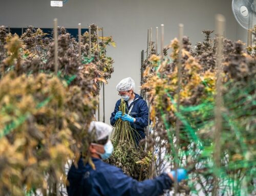 Highlighting the USA’s “green workforce opportunity” in cannabis