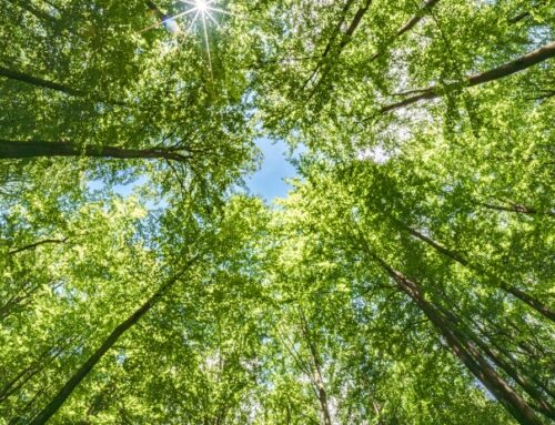 $280M clean energy project to create 155 jobs in Orangeburg