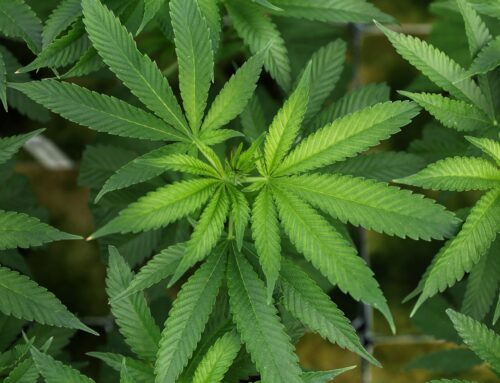 Health Rounds: Cannabis drug superior to opioids for lower back pain