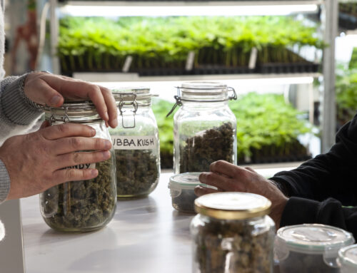 Now & Then: Cannabis, Hurricanes & More Hamptons Stories