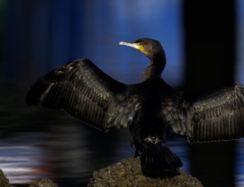 Commission invites Member States to discuss cormorants