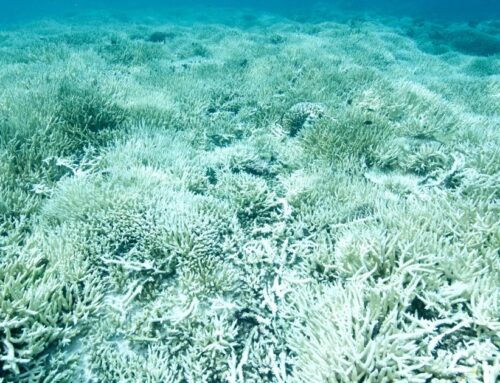 Ocean acidification: Seventh planetary boundary now crossed