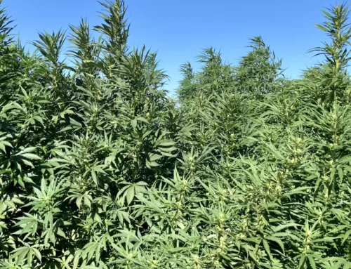 New research reveals California cannabis cultivation and regulatory process puts Tribal cu