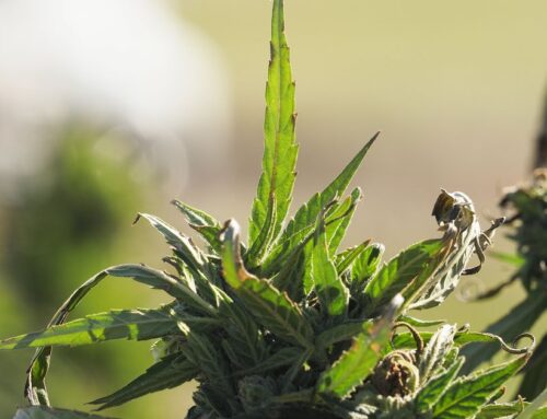Omaha Tribe of Nebraska plans to open its first cannabis dispensary by early 2026