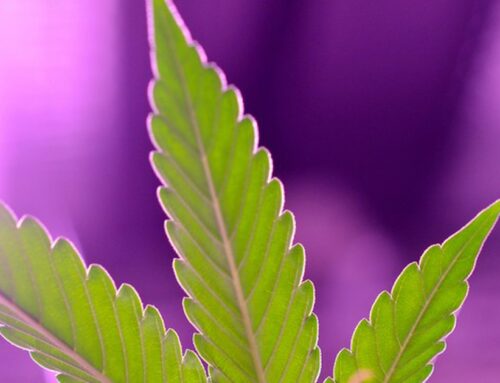 US (NY): Local startup expands to 32,000-square-foot cannabis processing facility