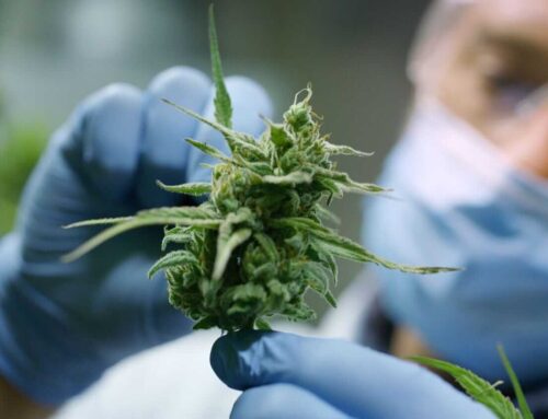 As Tilray Expands Its Medical Cannabis Business, Should You Buy, Sell, or Hold TLRY Stock?