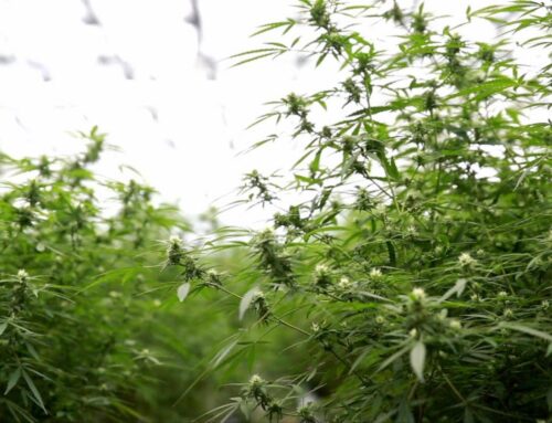 Osseo Picks Spot For Municipal Cannabis Store