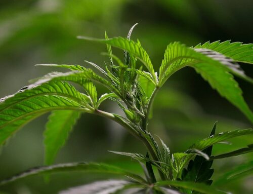 Opinion: Utah’s medical cannabis system is at risk