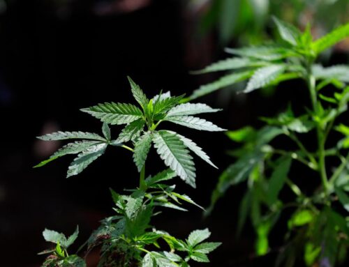 $1.9 million in cannabis tax revenue spending up for debate in Carroll