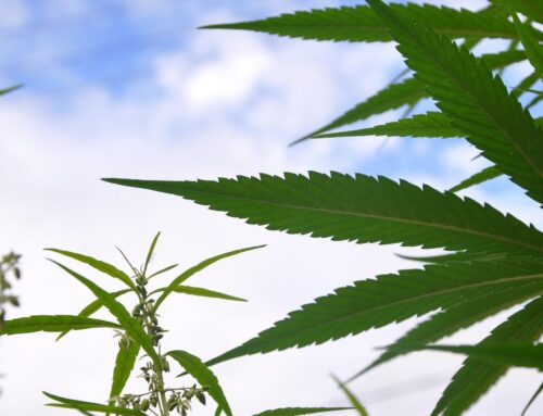 Cannabis consumers disappointed in Trump, poll shows (Newsletter: October 10, 2025)