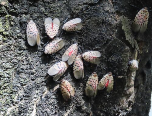 Michigan cuts invasive species money despite ongoing environmental threats