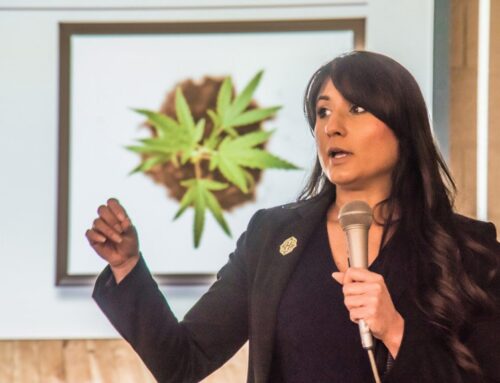‘Fruit of a poisonous tree’? Carroll debates how to use cannabis funds from the state
