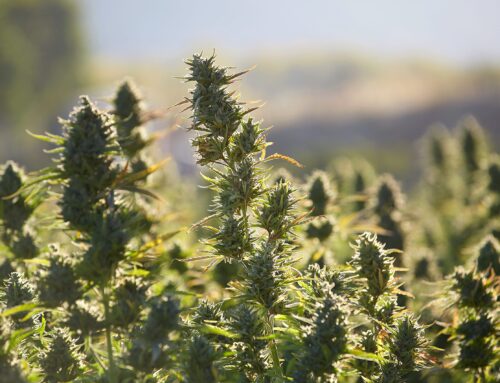 Board of Supervisors approves conditional modifications to cannabis odor ordinance