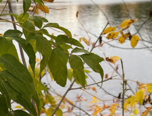 Maine DEP issues second notice of violation to former Orrington plant