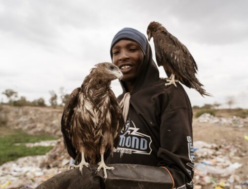Nairobi’s ‘Birdman’: Rescuing raptors on the streets of Kenya’s capital