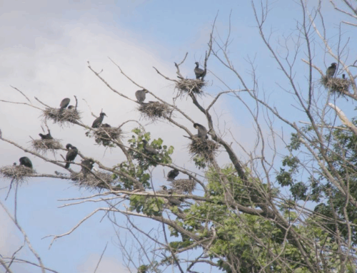 Green Chimneys provides healthy environment for students and animals