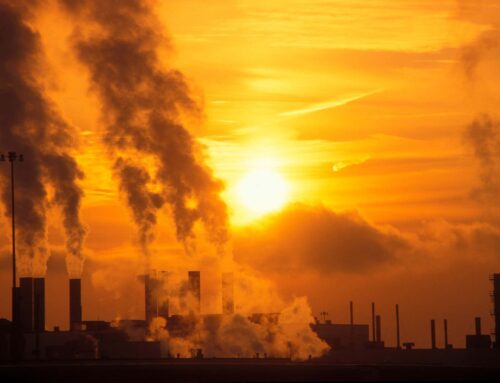 ‘We’re precipitating an extermination rather than an extinction event’
