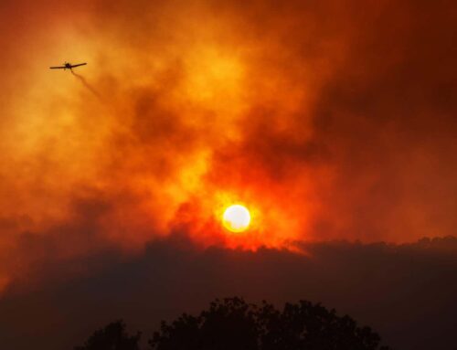 One of Earth’s most vital carbon sinks is faltering. Can we save it?